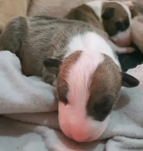 Bull Terrier  Chiot N°5 Of The Little Troublemaker photo 3