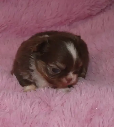 Chihuahua  Chiot N°2 Des Ptits Dragons De Cupidon photo 3
