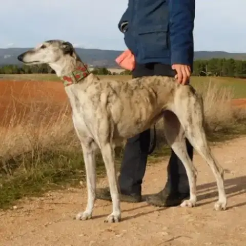 Sonajera, Sublime Galga Bringée  Senior