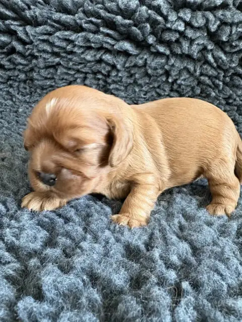 Cavalier King Charles Spaniel  Chiot 3 Du Clos De La  a9c48