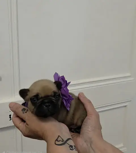 Bouledogue Français  Chiot N°2 De La Riviere De Sunny 513b3