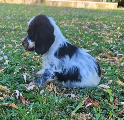 Cocker Spaniel Anglais  Boule Des Marais De Courmont 70ee0 photo 3