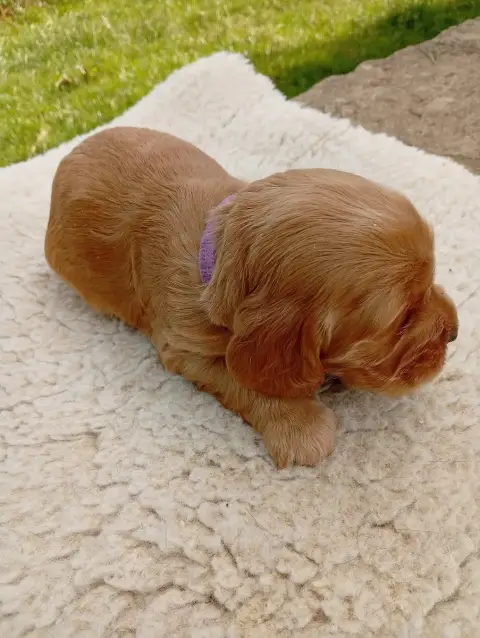 Cocker Spaniel Anglais photo 2