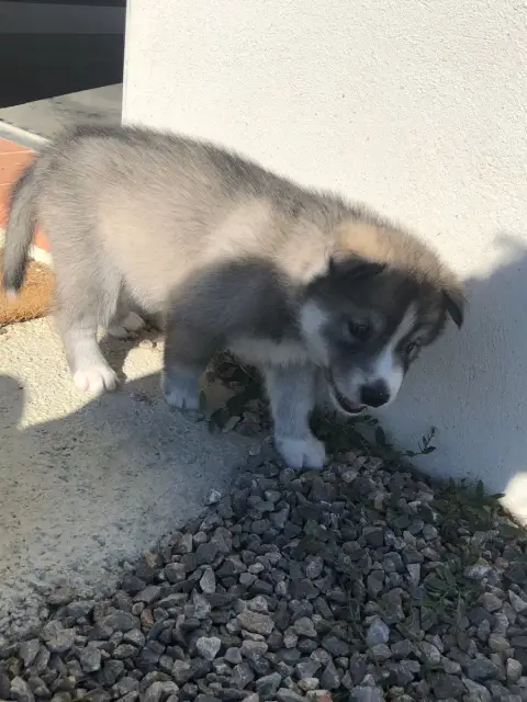 Siberian Husky  Collier Rouge Of The Southern Mountai bcf30 photo 3