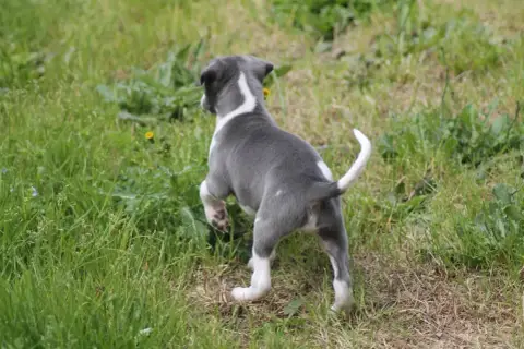 Whippet photo 3