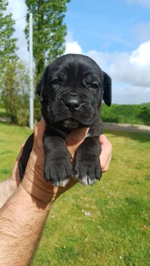 Cane Corso  Collier Bleu Clair Des Abysses De Némésis 18c2b
