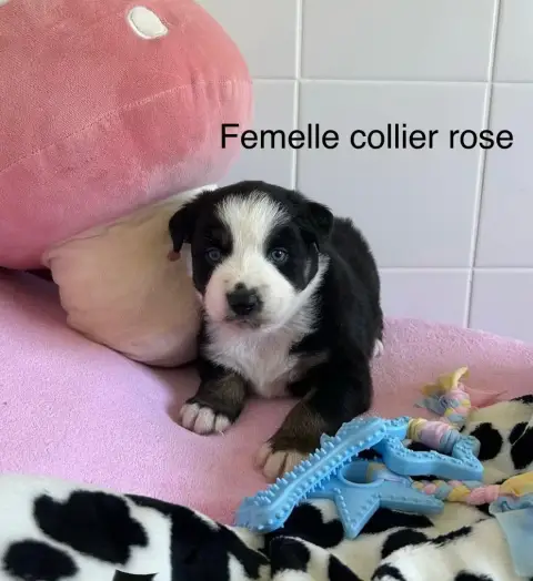 Berger Australien  Chiot N°2