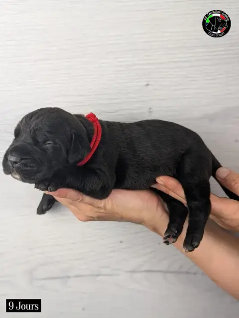 Cane Corso 
                        Collier Rouge De  c4265 photo 3