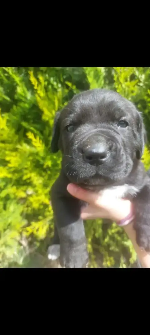 Cane Corso  Du Champ. Du Monde