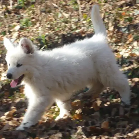 Berger Blanc Suisse  Birke Icelandic Joga D Antras Du 36a66