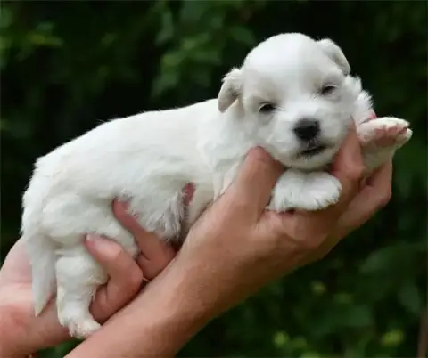 Coton De Tulear  Chiot N°3 De Dame Nature photo 2