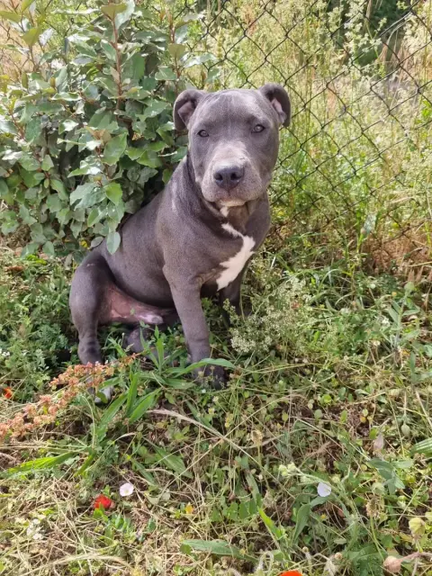 American Staffordshire Terrier  Blazz Du Petit Brillo 43e89