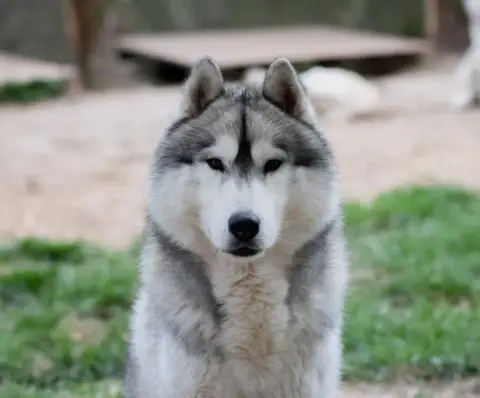 Siberian Husky  Beaujack Inner Spirit Legend photo 2
