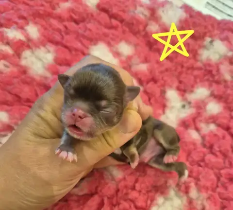 Chihuahua  Bentley De La Plaine Du Jaelma