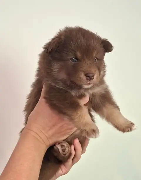 Chien Finnois De Laponie  Mr Rouge Panache Finnois photo 3