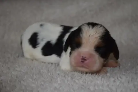 Cavalier King Charles Spaniel  B....... Du Millésime  93f39