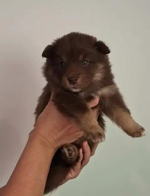 Chien Finnois De Laponie  Mr Rouge Panache Finnois photo 2