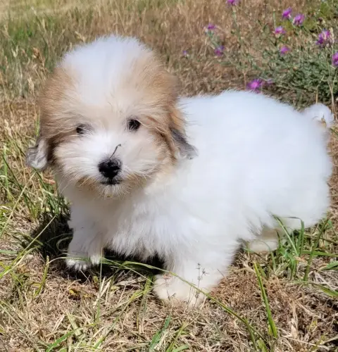 Coton De Tulear 
                        Baxter Des M 83e7d photo 2