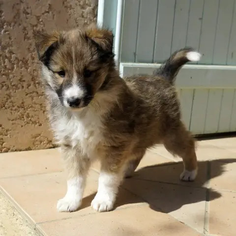 Shetland Sheepdog  Broly Du Fantasy Game