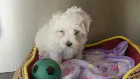 Adopter Bichon Maltais 
                        Chiot N°2 Du  badb4