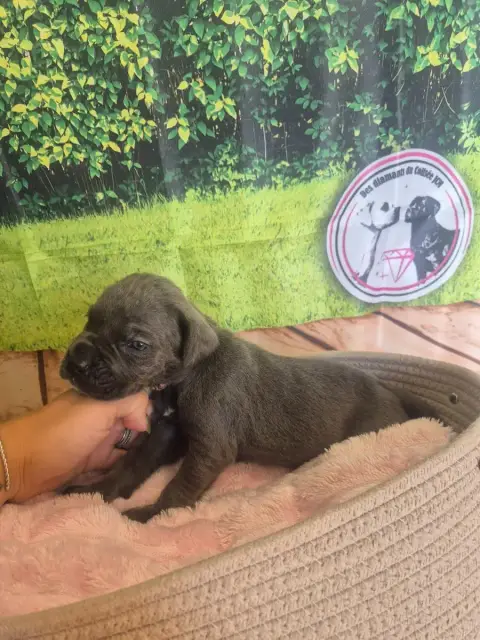 Cane Corso  Chiot N°11 Des Diamants Du Colisée Jcm photo 2