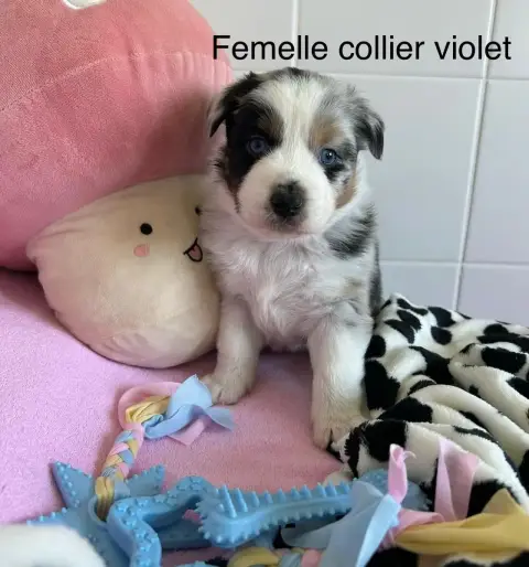 Berger Australien  Chiot N°1