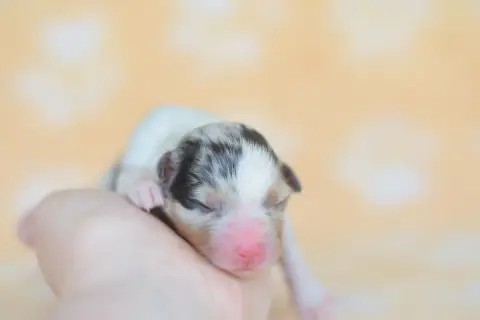 Berger Australien  Chiot 5 Roz Liammet