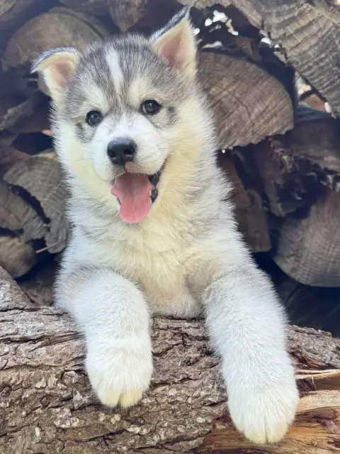 Siberian Husky  Brogy De The King Ricci