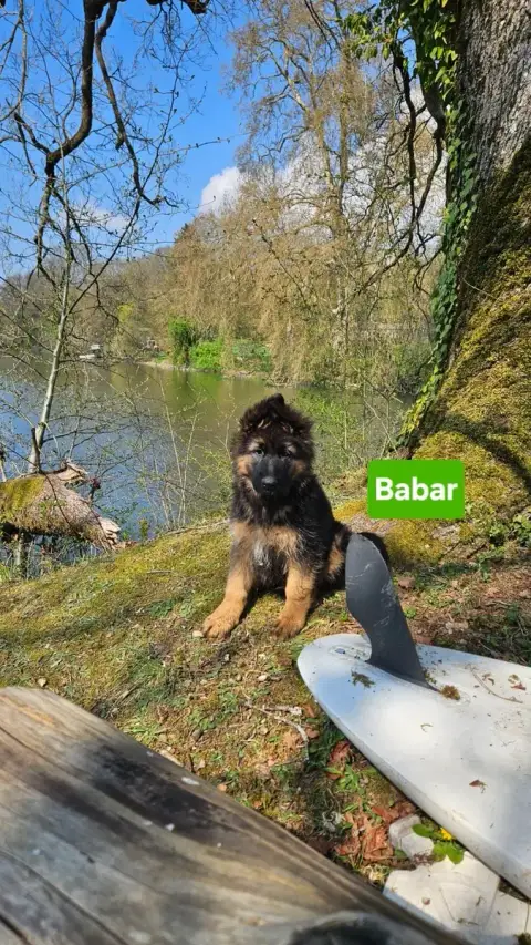 Berger Allemand  Babar