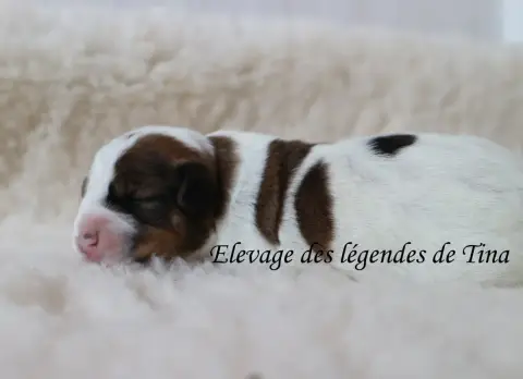 Jack Russell Terrier  Baya Des Légendes De Tina