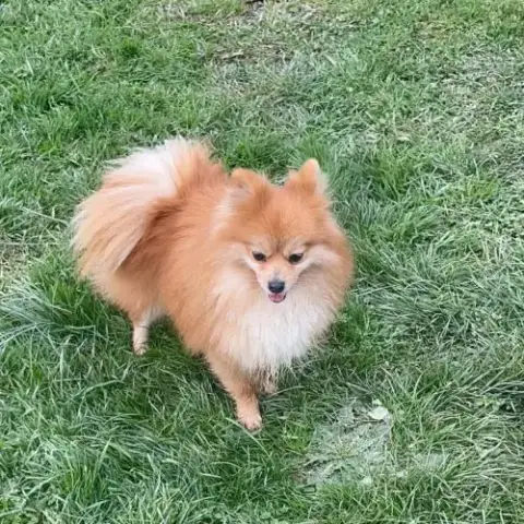 Spitz Petite