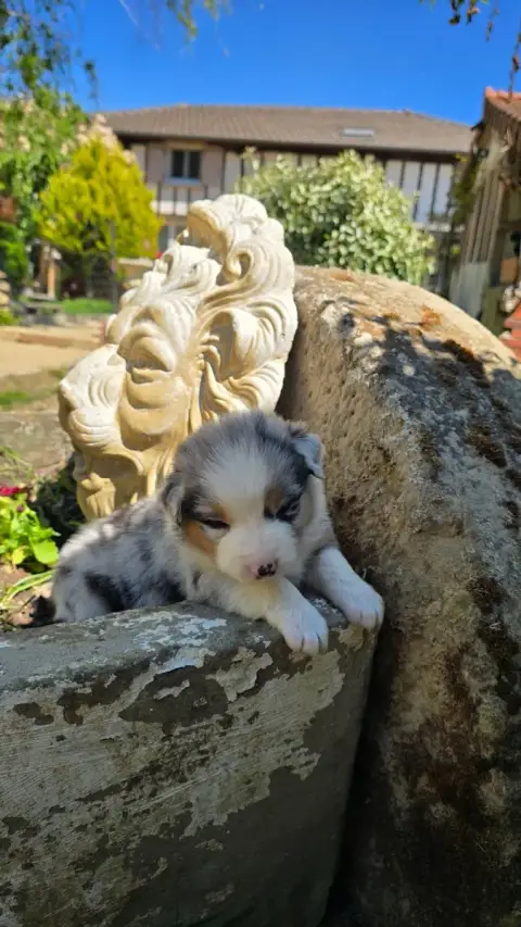 Berger Australien  Bella De L'Amour De L'Arche De Noë 870da photo 2