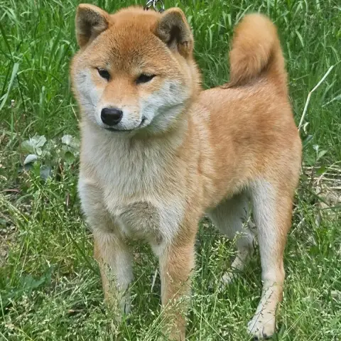 Shiba  Akiko De British And Us