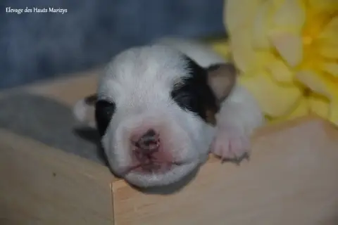 Jack Russell Terrier photo 3