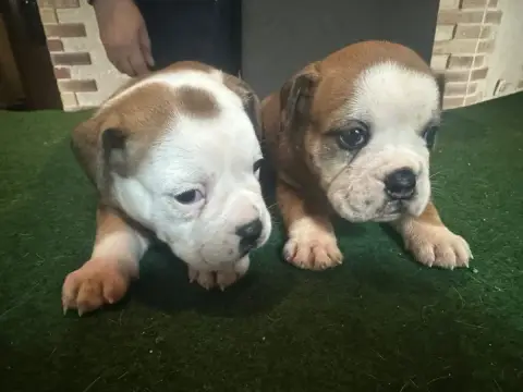 Bulldog Continental  Barbie Girl De La Roche De Balve 0e246 photo 3