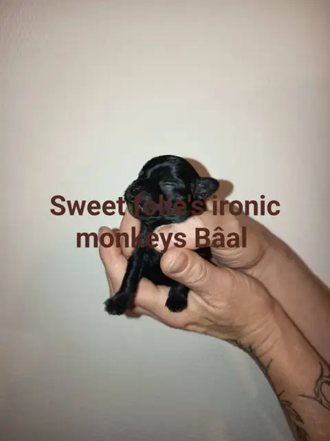 Affenpinscher  Bäal Sweet Folie'S Ironic Monkeys