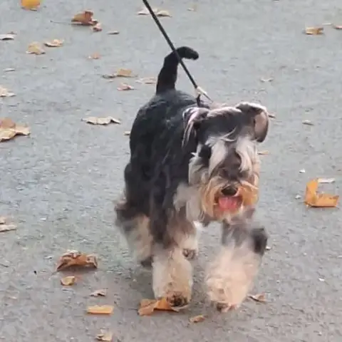 Adorables Petits Schnauzer Mâles Noir Et Argent