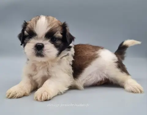 Shih Tzu  Bacara Du Mont De La Chenaie photo 3