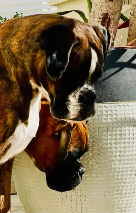 Boxer  Chiot 7 photo 3