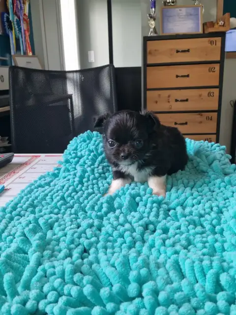 Chihuahua  B Noire Avec Bottes Blanches Des Légendes  e2c3e photo 2
