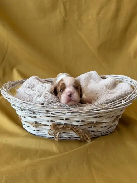 Cavalier King Charles Spaniel  Chiot N°4 De Castelbur 2e668 photo 2