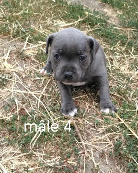 Staffordshire Bull Terrier 
                        C 4c822 photo 3