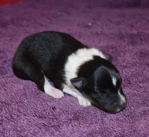 Shetland Sheepdog  Femelle Tricolore De La Combe Bera fc19a