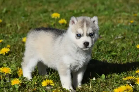 Siberian Husky  Chiot N°5 Du Chalet Des Edelweiss