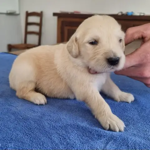 Golden Retriever  Chiot N°3 Des Hirondelles Du Voyage ad47f
