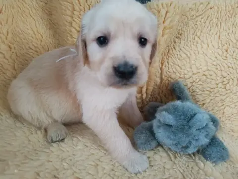 Golden Retriever  Mâle Collier Gris Des Berberis