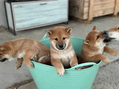 Shiba  Benji photo 3