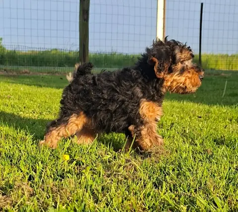 Welsh Terrier  Chiot N°1 Des Marais De Courmont photo 2