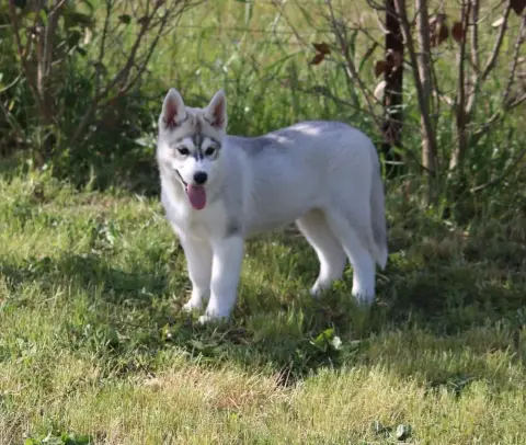 Siberian Husky  Béta Of Wolf Siberian Song