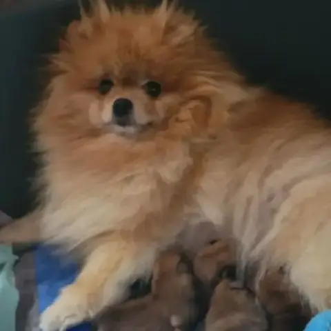 4 Spitz Allemand Nain (Loulou De Poméranie).